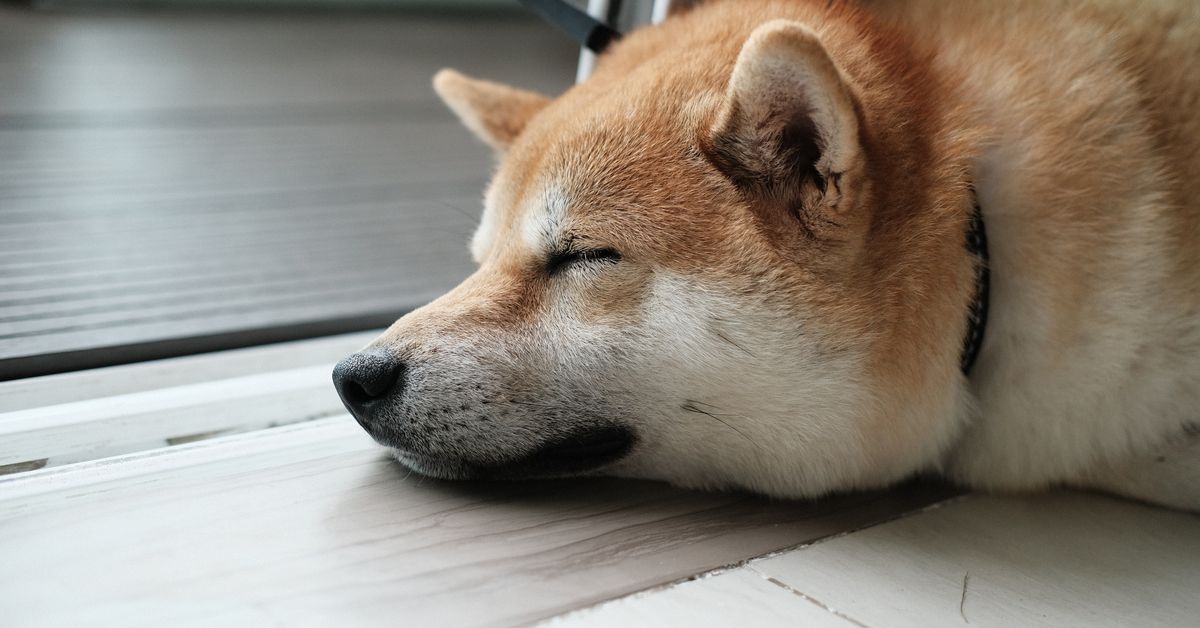 Dogecoin Futures Set Record After Twitter Adopts Shiba Inu Logo
