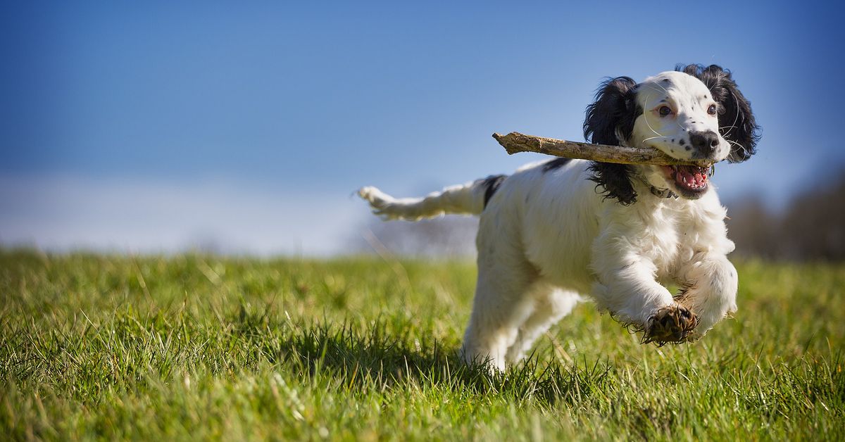 Crypto Protocol Fetch.ai Offering AI Trading Tools for Decentralized Exchanges