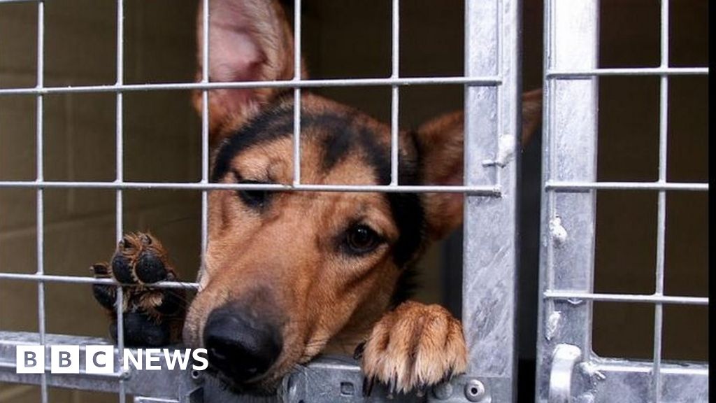 Ministers accused of betrayal after animal welfare bill scrapped