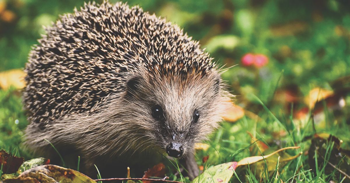 Hedgehog Robo-Adviser for Crypto Investments Launches as Android, iOS App