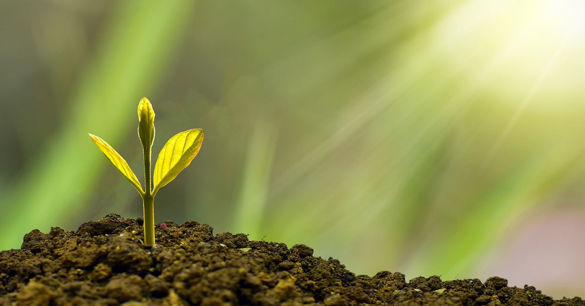 Sumitomo America Buys Tokenized Carbon Credits on Chia Blockchain