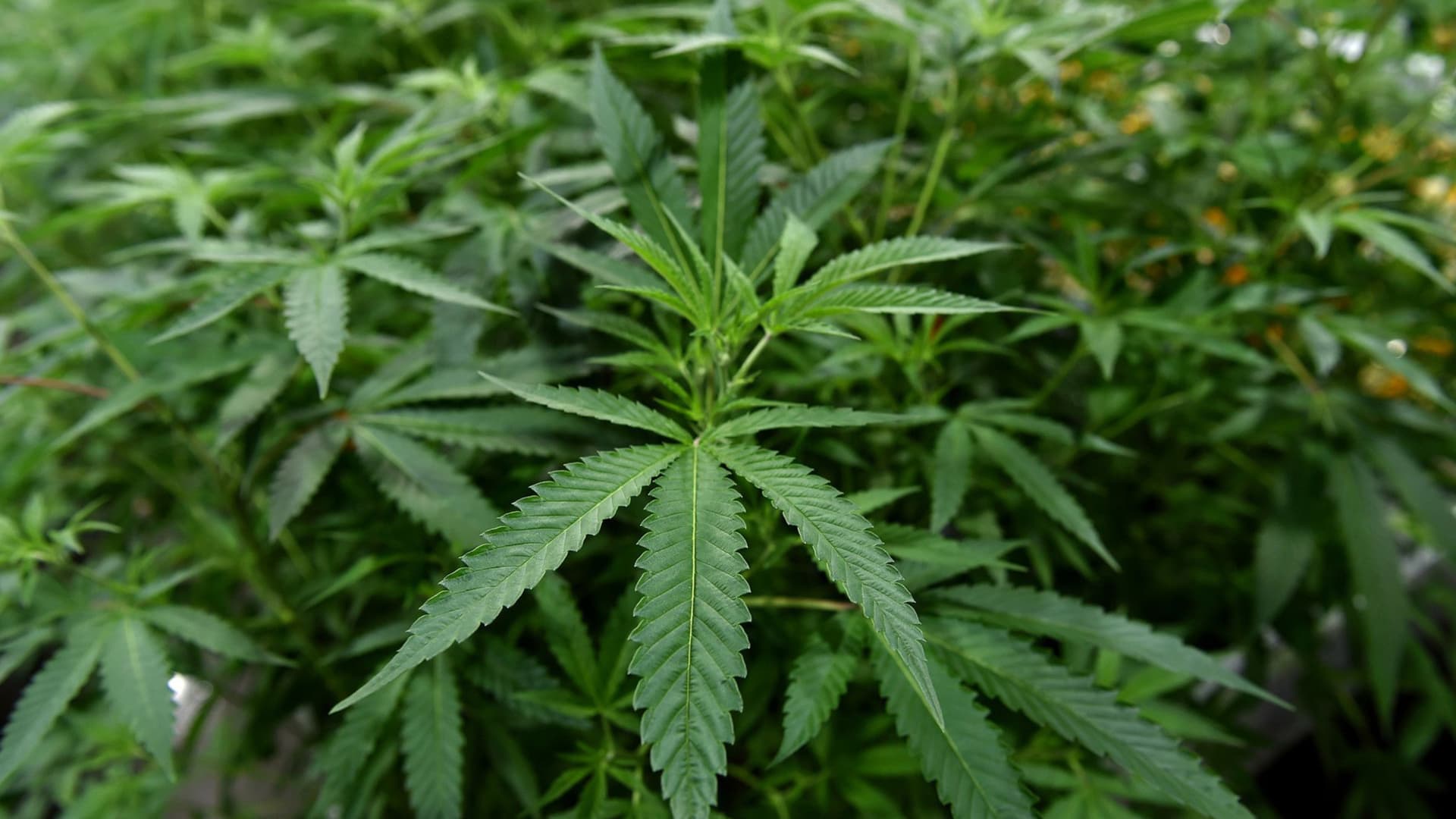 Poseidon Dynamic Cannabis ETF to close as investor interest wanes