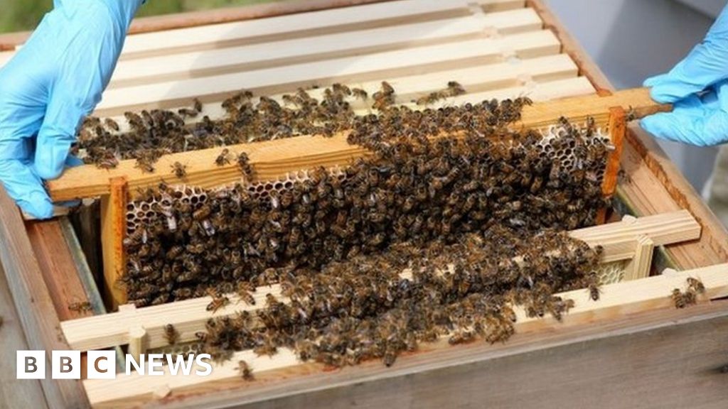 How many bees does it take to seal an Act of Parliament?