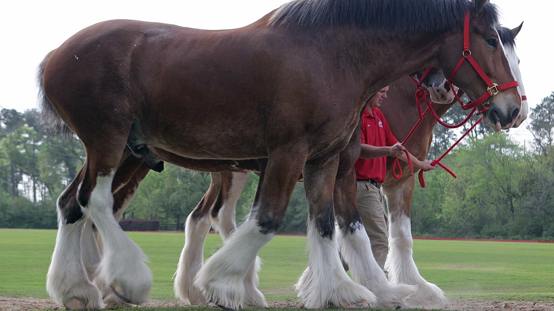 Anheuser-Busch to stop cutting off Clydesdale horse tails