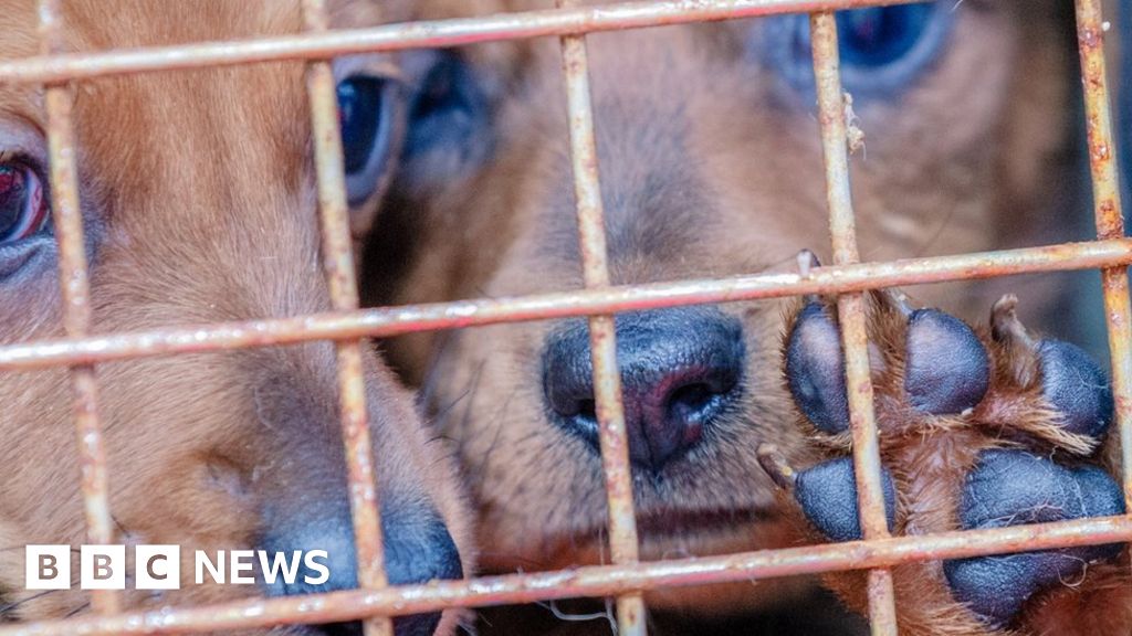 Fines threat over 'sadistic' animal abuse content