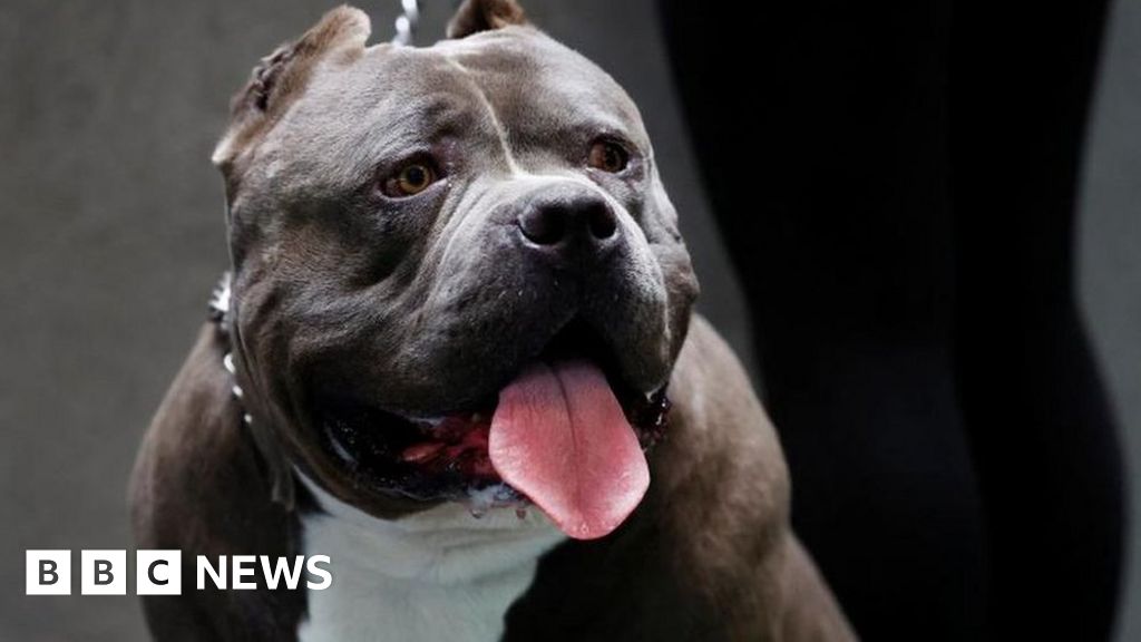 Home Secretary seeks ‘urgent advice’ on banning American Bully XL dogs
