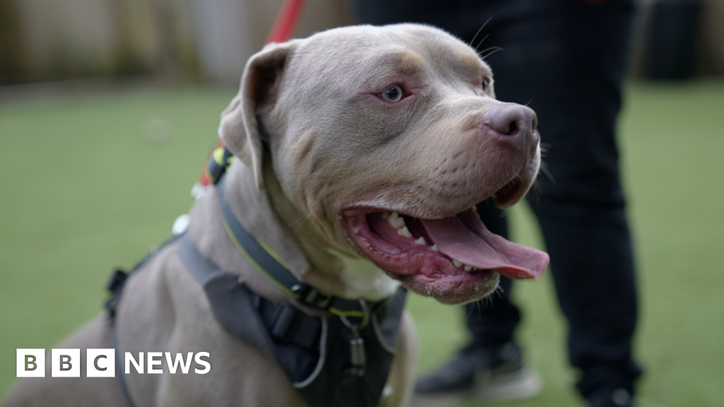 Healthy dogs may be put down after American bully XL ban, dog charity warns