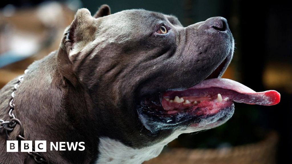 American bully XLs added to list of banned dogs in England and Wales
