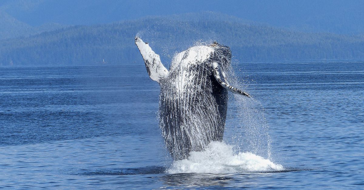 Bitcoin Whales Take Charge as Number of $100K Transactions Surge