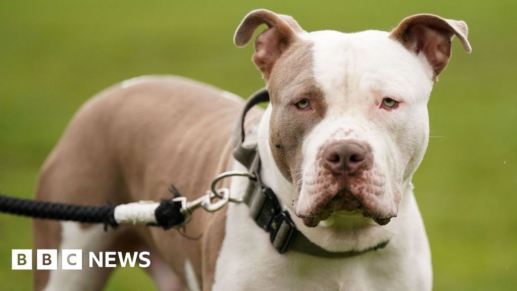 Scottish government announces XL Bully dog 'ban'