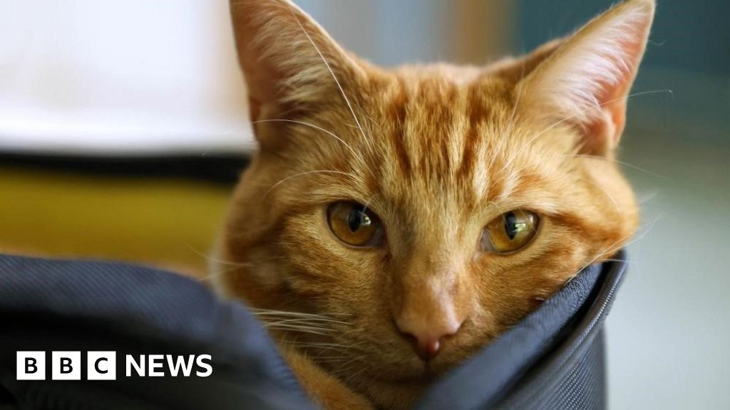 MP's pet abduction bill set to be given government support