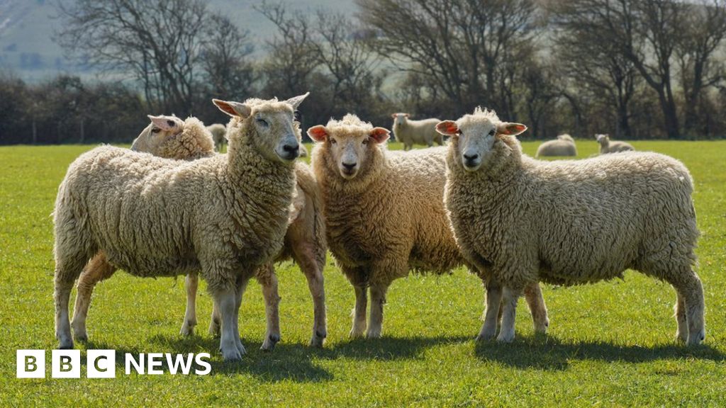 MPs back plans to tackle dog attacks on livestock