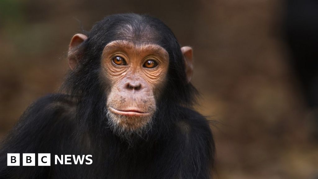Primates: New rules make it harder to keep them as pets