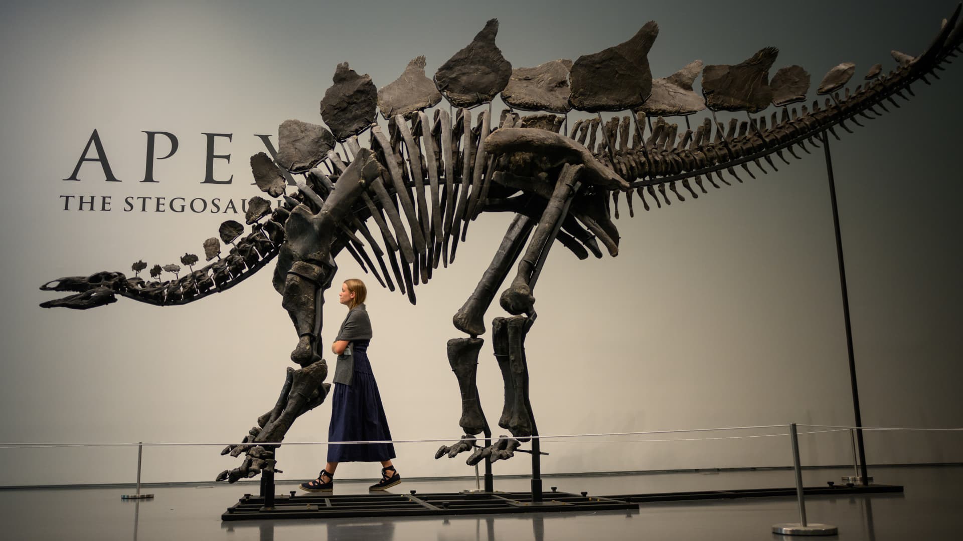 Citadel’s Ken Griffin buys a stegosaurus for $45 million in a record auction sale