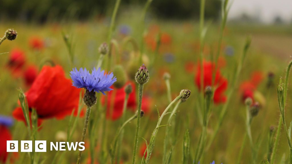 Don’t cut nature-friendly farm fund, urge ex-Tory ministers
