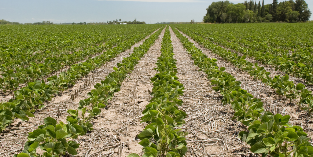 Soy Recovers After Hitting One-Week Lows
