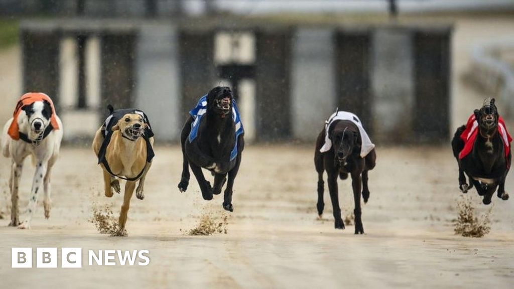 Greyhound racing ban promised in Wales